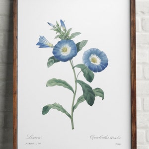 Dwarf Morning Glory Flower, Digital Print, Blue Redoute flower, Flower Wall Art, Botanical Art Print, Redoute Art, blue green digital print
