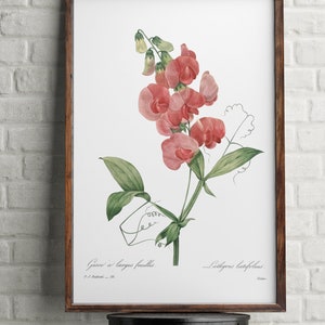 Antique print flowers, Sweet Peas print, wall art decor, Vintage Botanical print,Home Office decor poster, Vintage illustrations poster
