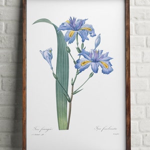 Blue Iris, Flower Art Print, Art,blue green, Flower Wall Art, Botanical Art Print, Sweet Iris Flower Print, Redoute Art, blue green