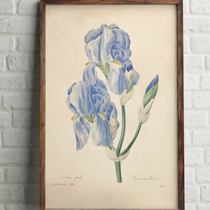 Blue Iris Flower Art Print, Art,blue green, Flower Wall Art, Botanical Art Print, Sweet Iris Flower Print, Redoute Art, blue green
