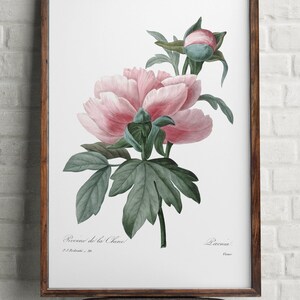 Peony flower print, Pink chinese peony print, Antique flowers, Pink flower wall art, Pink Botanical print, Home Office decor poster