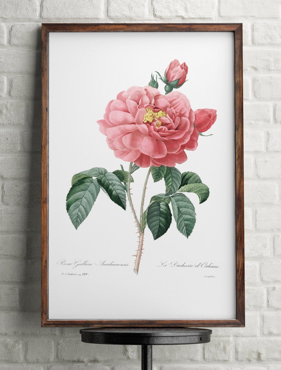 Pink Rosa Print, Antique Print Flowers, Pink Flower Wall Art, Pink Rose ...