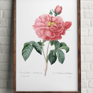 Pink Rosa print, Antique print flowers, Pink flower wall art, Pink Rose Botanical print, Home Office decor poster, Vintage water Rose