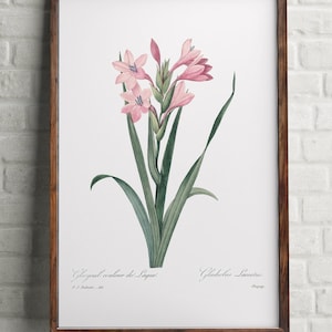 Gladiolus Print, Antique pink gladiolus flower, Water color wall art, Botanical print, Home Office decor poster, Vintage watercolor flower