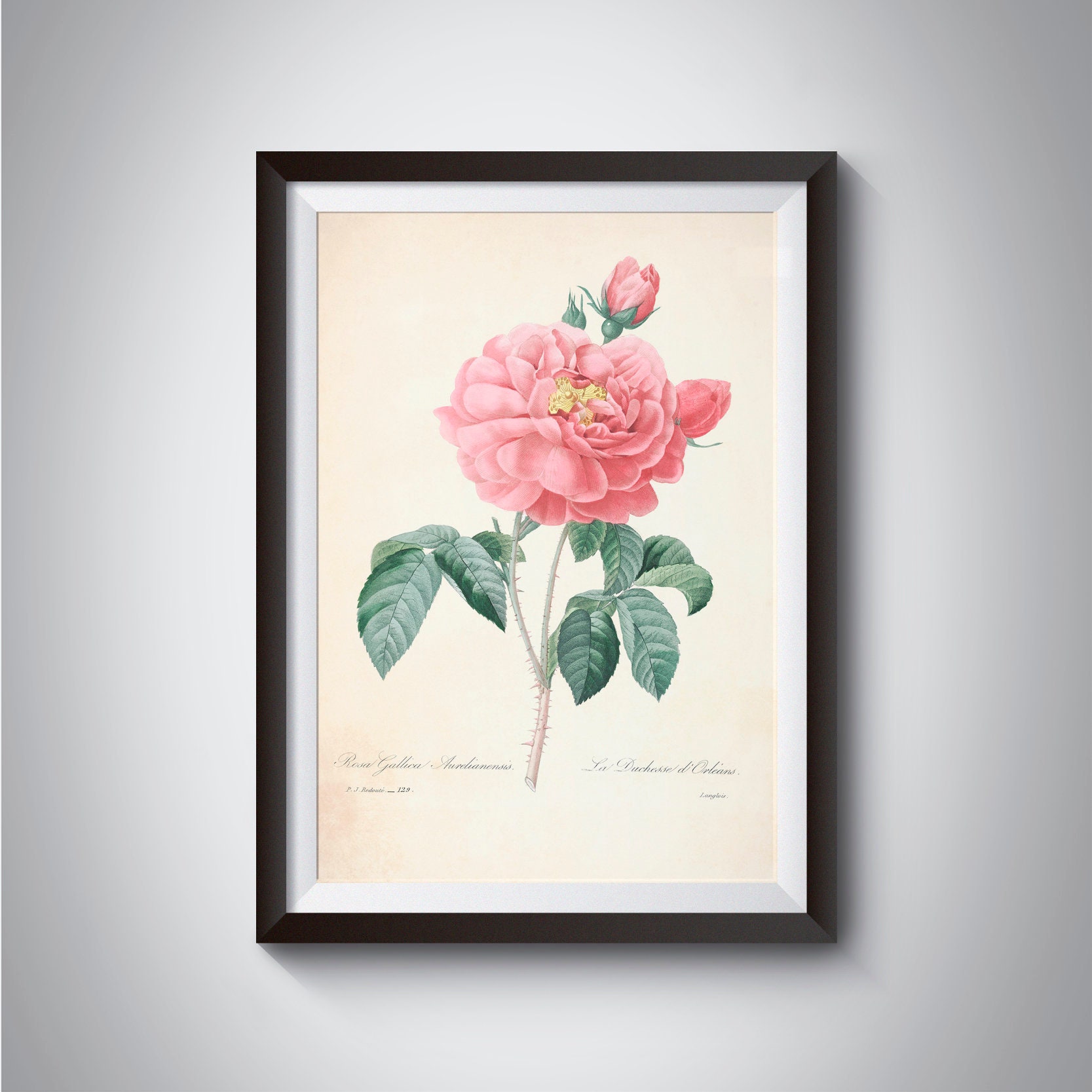 Pink Rosa Print, Antique Print Flowers, Pink Flower Wall Art, Pink Rose ...