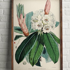 Watercolor paint Rhododendron, White flower vintage, Botanical print set, Rhododendron print set, Watercolor paint, Home flower decor