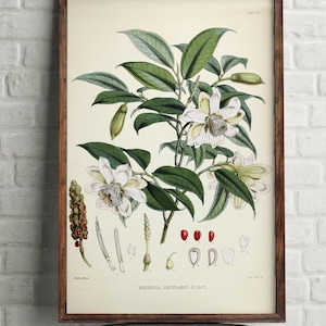 Magnolia print, Vintage botanical print, White magnolia, Magnolia leaves, Botanical print set, Magnolia print set, magnolia home decor