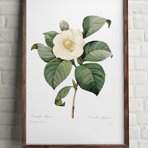 Camelia flower botanical print, Antique print flowers, white flower, Camelia Japonical print, Home Office decor poster, Vintage water Rose