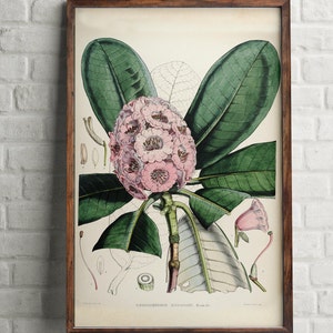 Large Rhododendron botanical print, pink flower vintage, Botanical print set, Rhododendron print set, Watercolor paint, Home flower decor