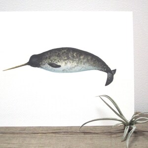 Narwhal Watercolor Giclée Print