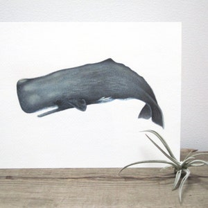 Sperm Whale Watercolor Giclée Print