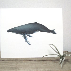 Humpback Whale Watercolor Giclée Print