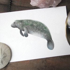 Manatee Watercolor Giclée Print