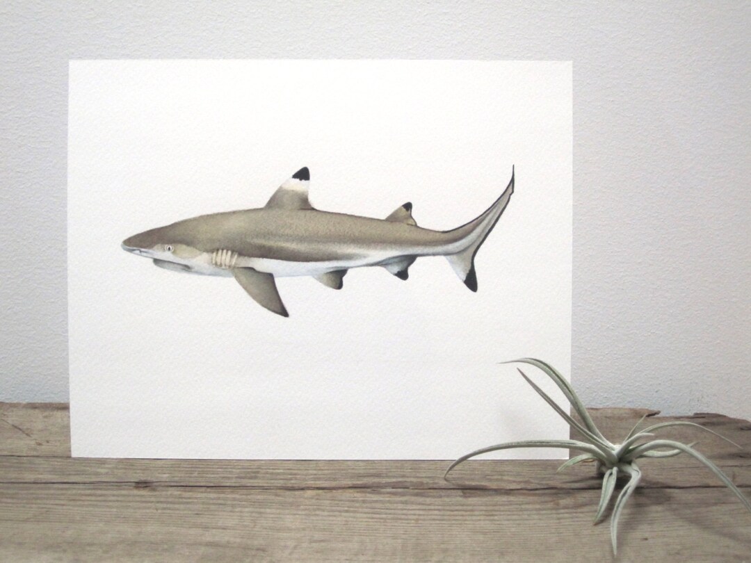 Blacktip Reef Shark Watercolor Giclée Print - Etsy