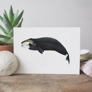 Bowhead Whale Watercolor Giclée Print