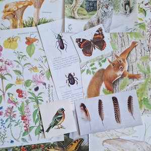 Ephemera Paper Pack - natuurthema - voor papierbewerking, junkjournaling, collage, scrapbooking, gemengde kunst, enz