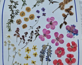 Più di 50 fiori secchi pressati - colori misti per tutti i tipi di progetti artistici