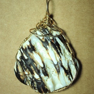 May include: A pendant featuring a black and white seashell wrapped in gold wire. The shell has a natural, organic texture and a unique pattern.