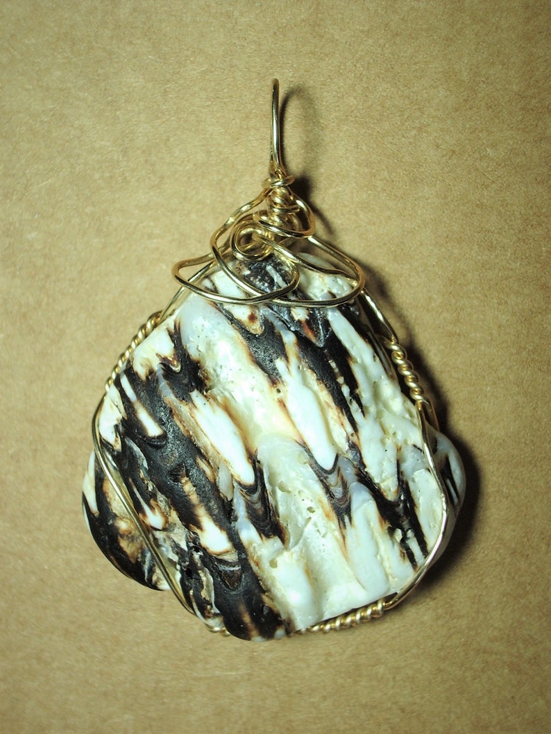 May include: A pendant featuring a black and white seashell wrapped in gold wire. The shell has a natural, organic texture and a unique pattern.