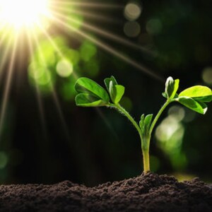 May include: A small green plant with leaves growing out of the ground. The plant is in focus and the background is blurred. The sun is shining brightly in the background.
