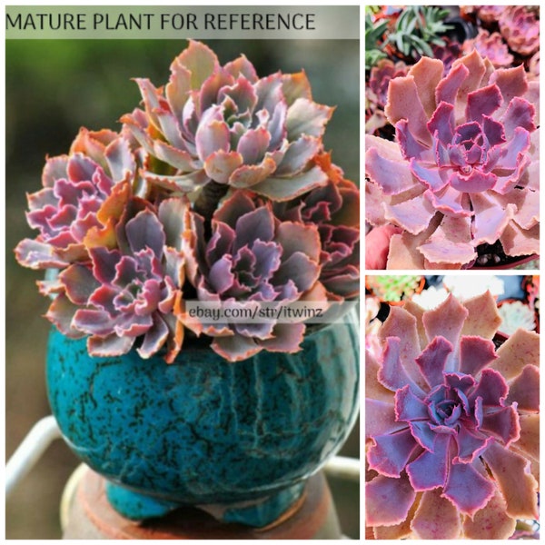 2"4" Echeveria Pink Frill Neon Breakers Bare Root Purple Pink Red Live Rare Succulent Cactus Plant Gift Mother Gardening