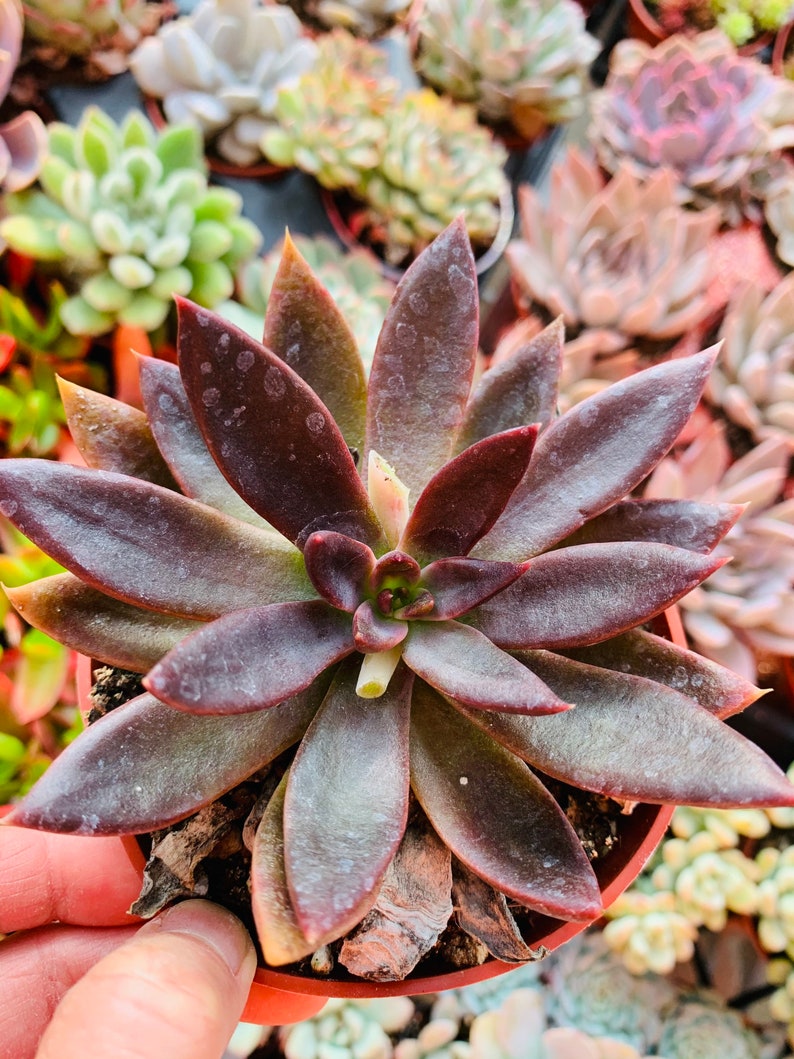 Echeveria Serrana 2 or 4 inch Bare Root Kalanchoe Purple ...