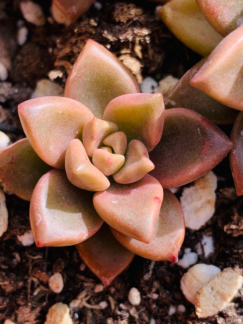 Graptosedum Alpenglow Bronze Red Pink Cactus Cutting No ...