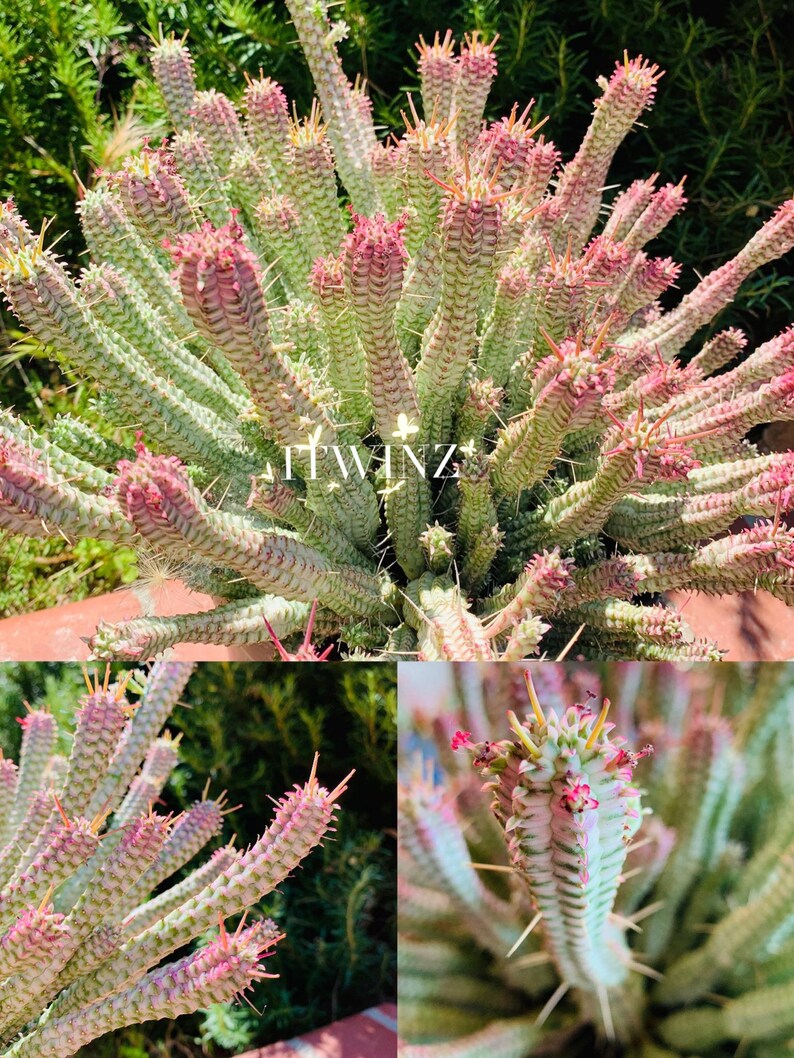 Cutting Euphorbia mammillaris Indian Corn Cob cactus No Root Variegated