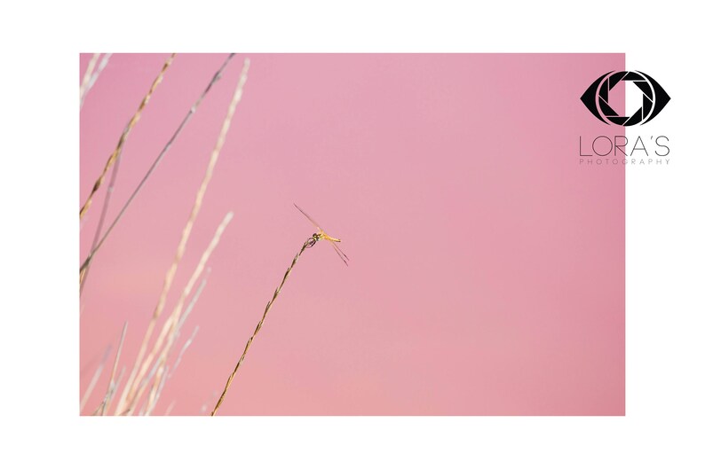 Nature Photography 30X40 Dragonfly Pink