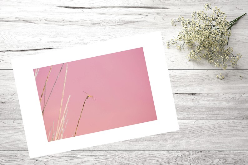 Nature Photography 30X40 Dragonfly Pink