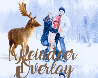 Reindeer Overlays Deer overlay Transparent PNG for Christmas Photoshop Clipart Mini Photo Session Instant download