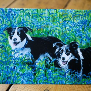 Cartão de feliz aniversário para Border Collies em Bluebells