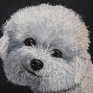 Bichon frise  card