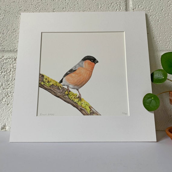 Bullfinch Limited Edition Giclee Print, Colour Pencil Drawing, Artist, Wildlife art, Bird