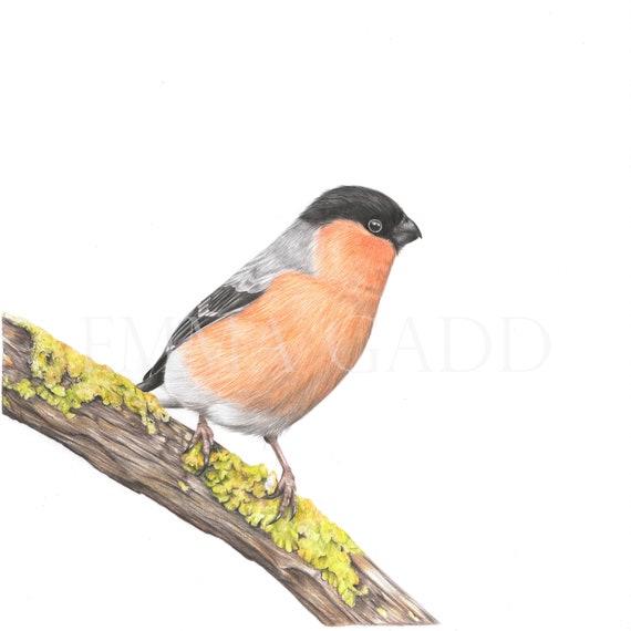 Bullfinch Limited Edition Giclee Print, Colour Pencil Drawing, Artist, Wildlife art, Bird