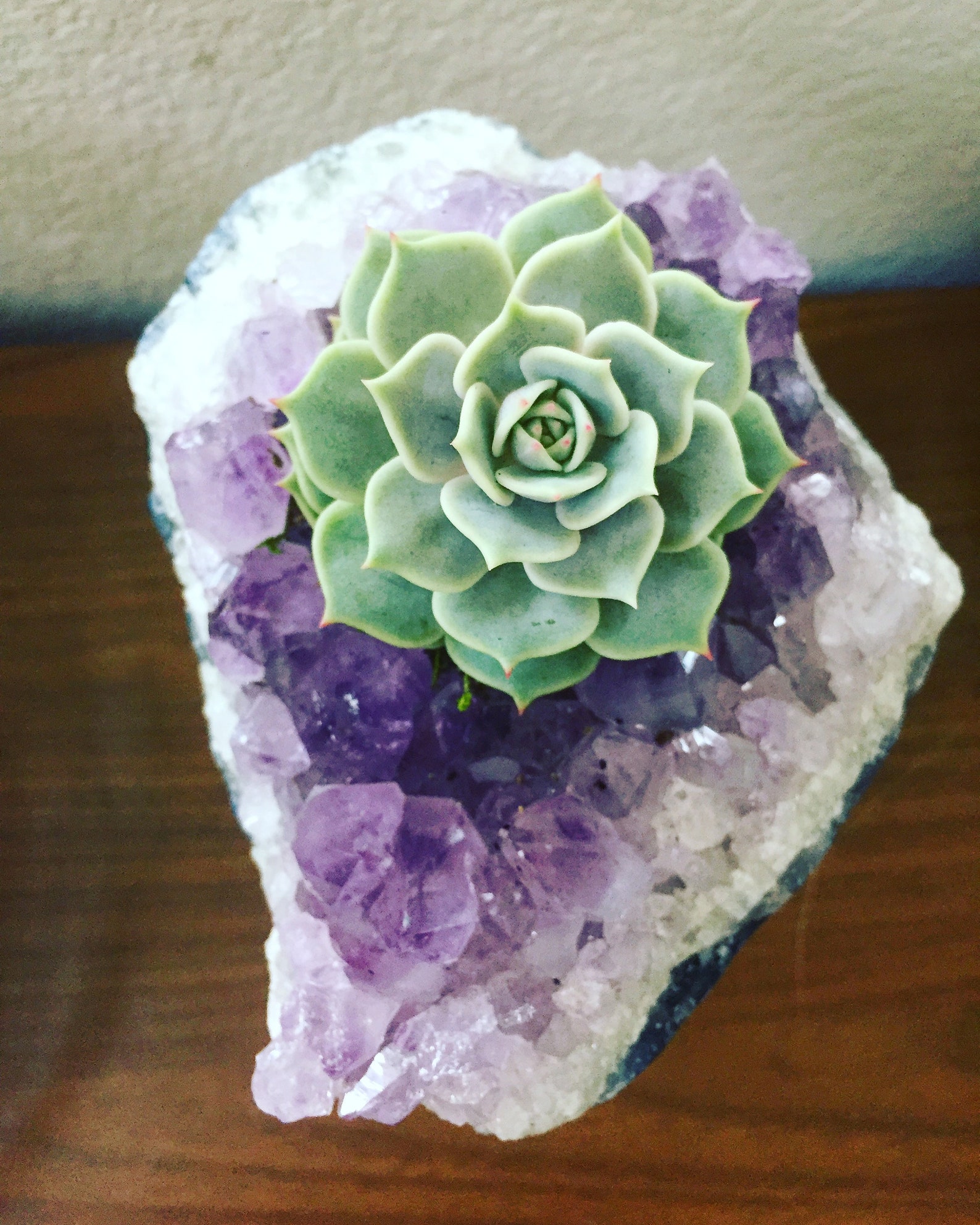 Succulents in Crystal Planters Etsy