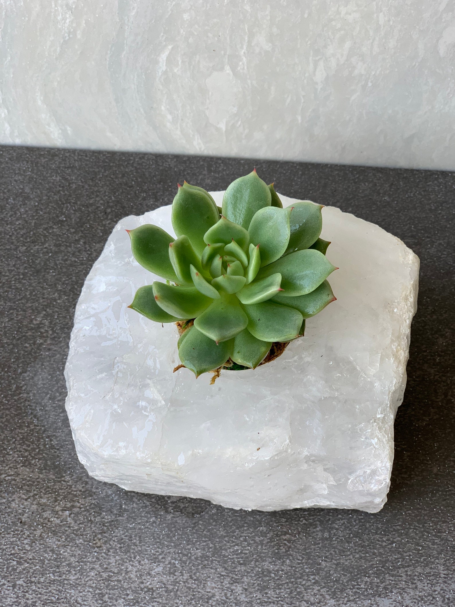 Succulents in Crystal Planters Etsy
