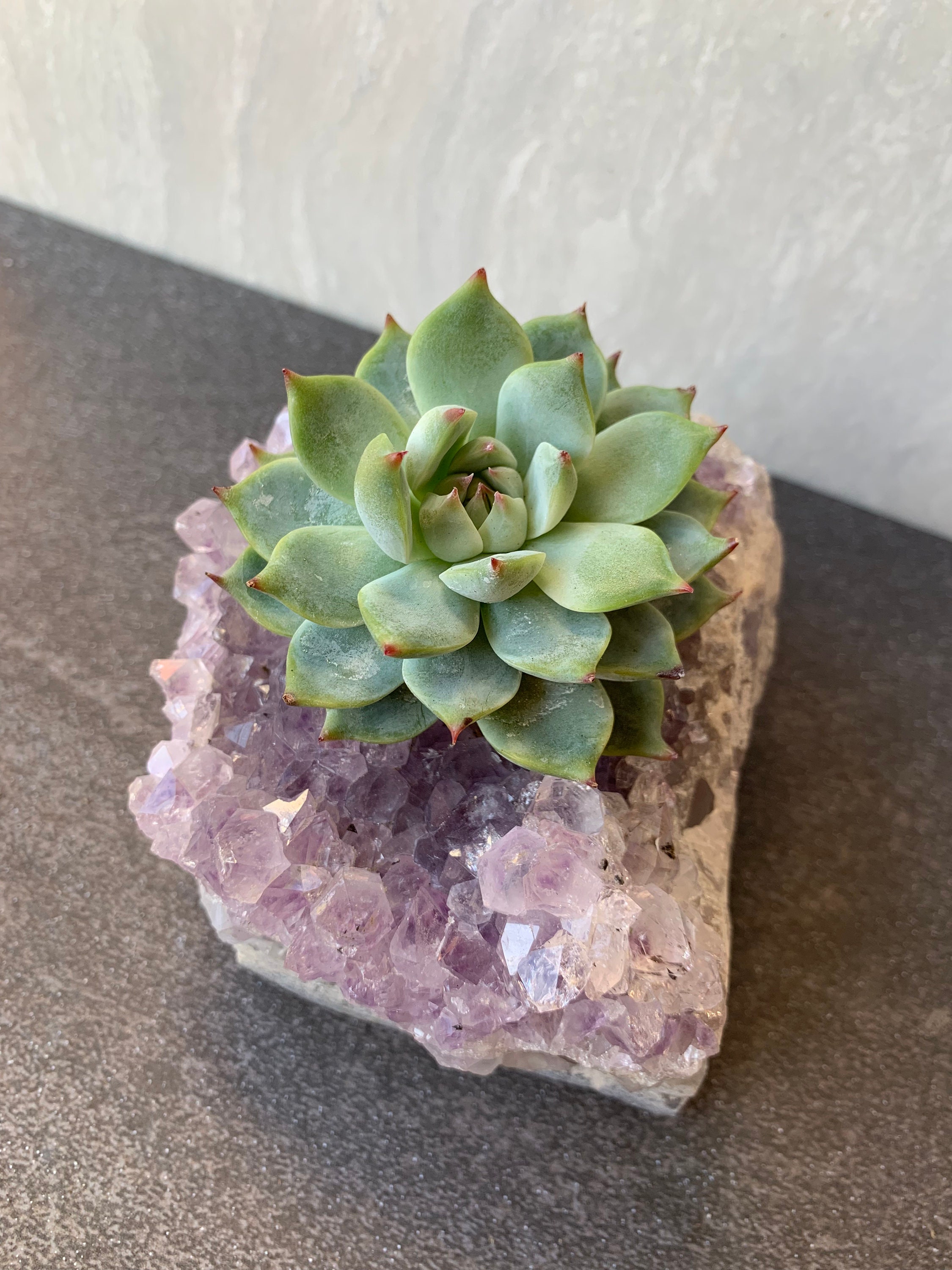 Succulents in Crystal Planters Etsy