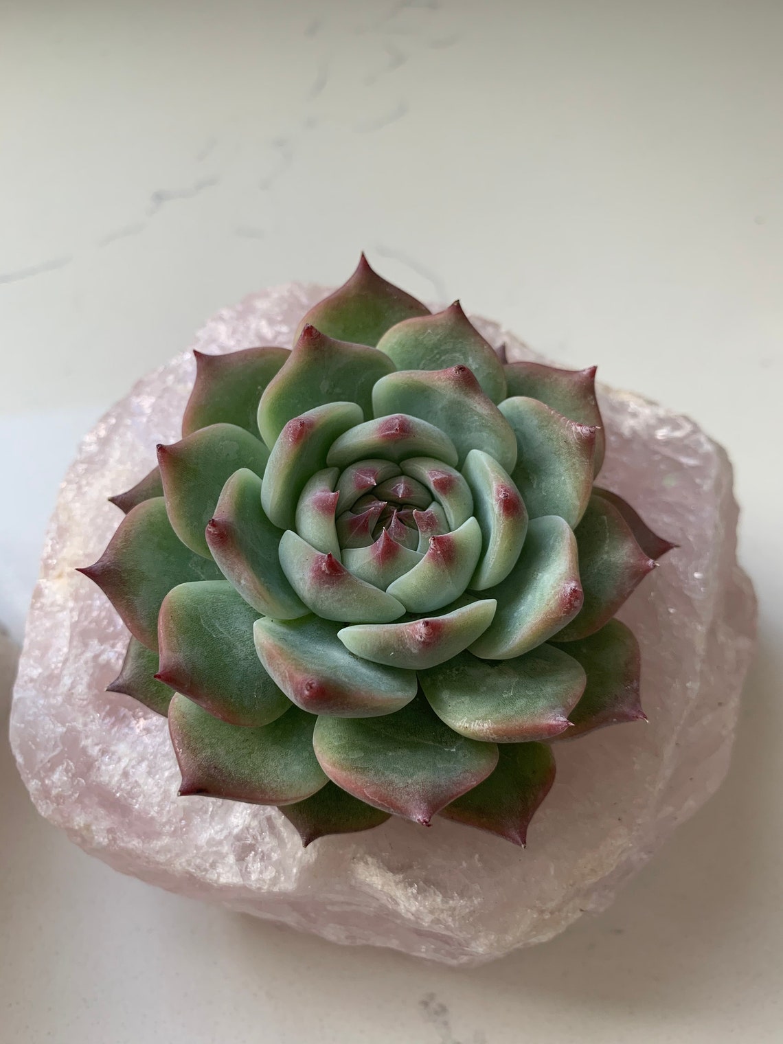 Succulents in Crystal Planters Etsy