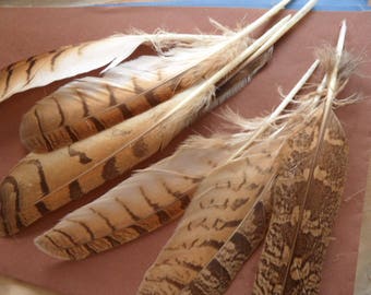 feathers "Eagles" variety of bird, fine quality natural 2 mm.