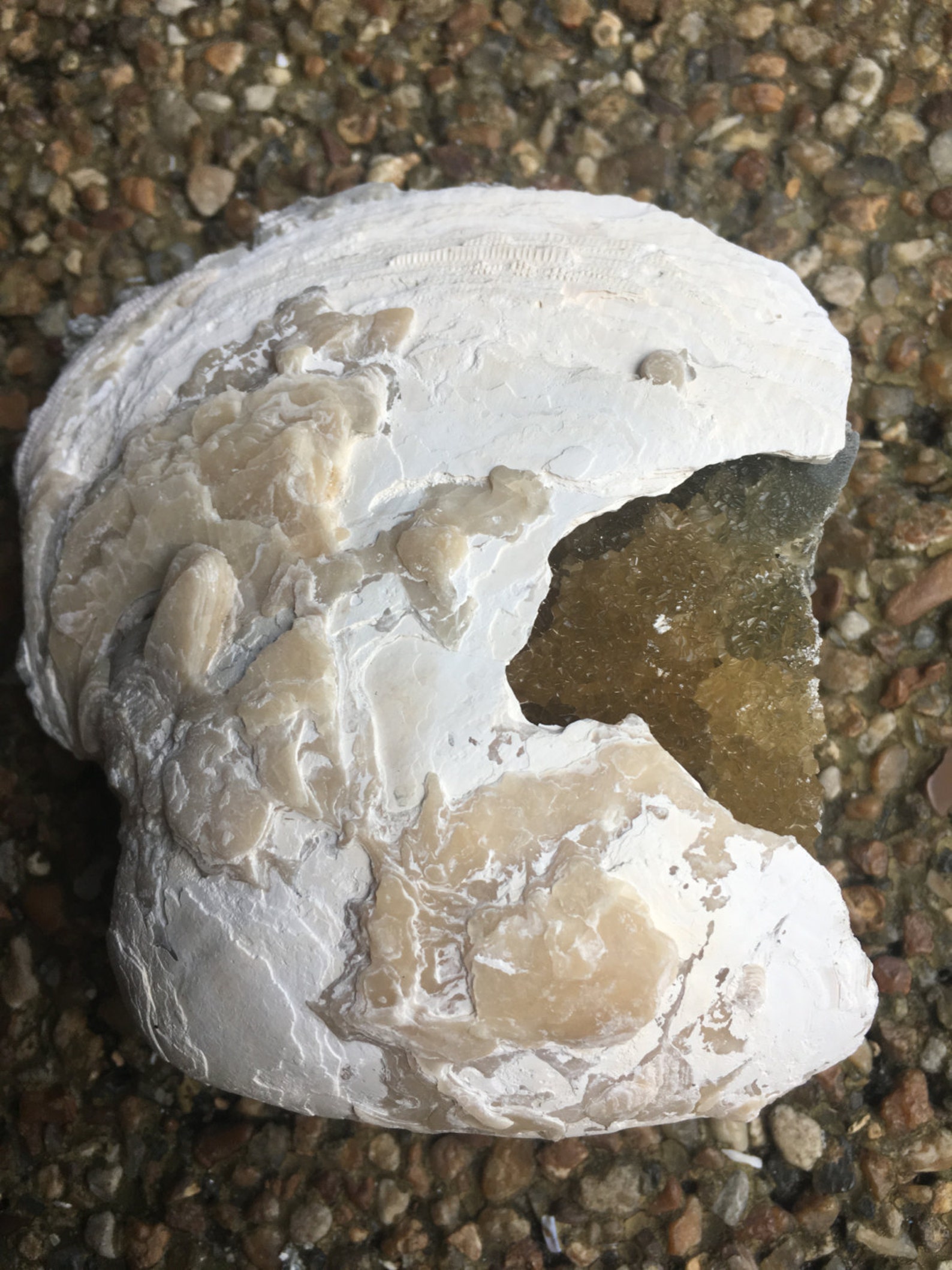 This amazing fossil has crystals growing inside the shell like Etsy
