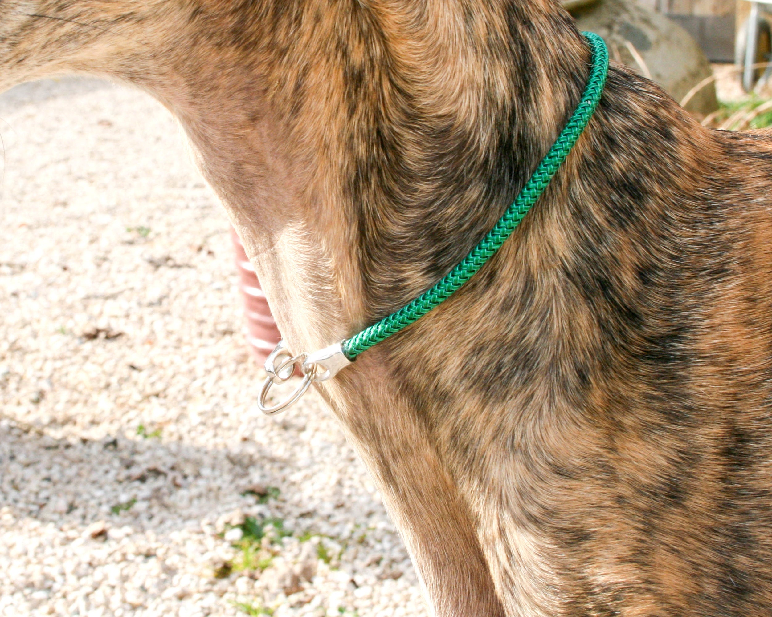 Whippet Italian Greyhound Tag Collar Sighthound House Etsy