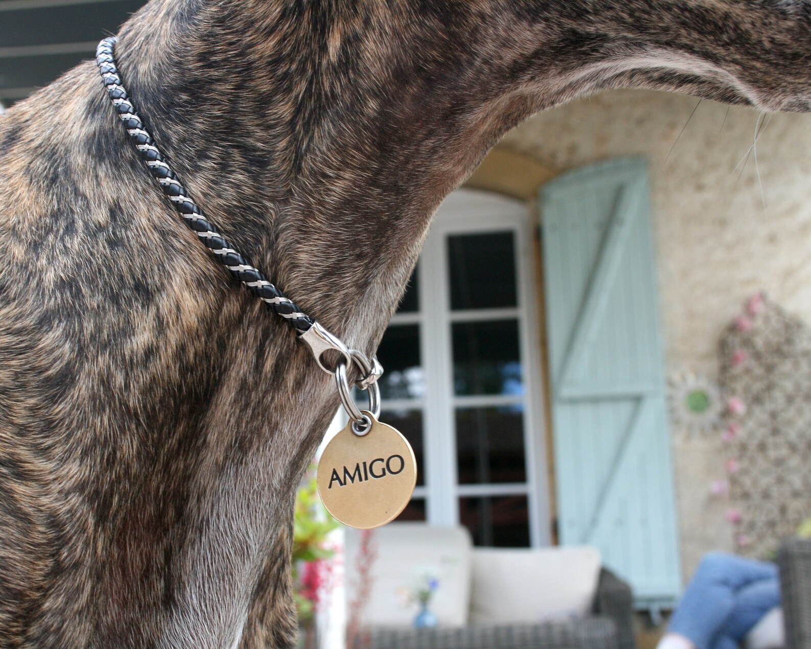 Whippet Italian Greyhound Tag Collar Sighthound House Etsy