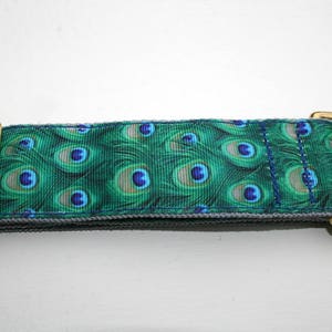 Luxury Single Loop Collar! 1.5" wide. 'Peacock Eye' Greyhound,Saluki,Afghan,Whippet,Borzoi,Galgo,Sighthound,ALL Dogs,Breeds.