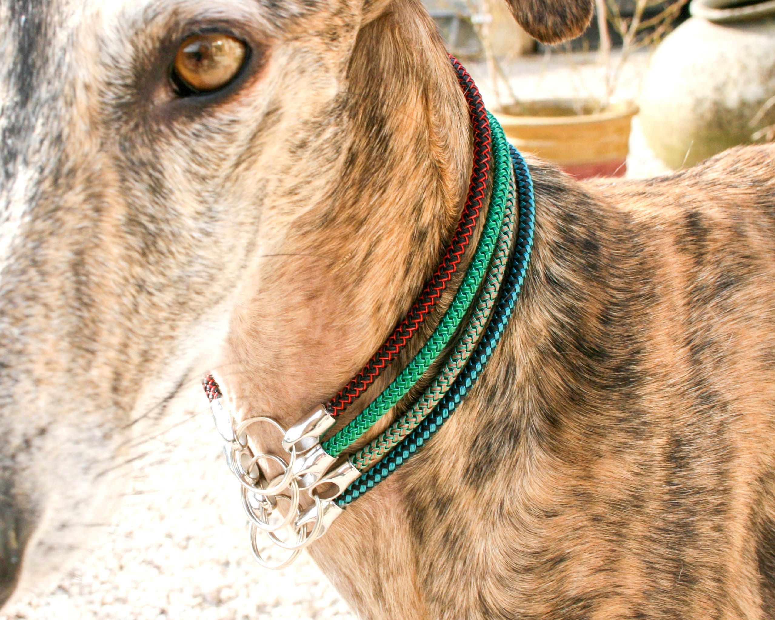 Whippet Italian Greyhound Tag Collar Sighthound House Etsy
