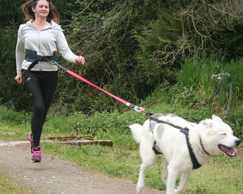 Luxury DOG WALKING BELT With Carabina.. Hands Free Dog Etsy UK