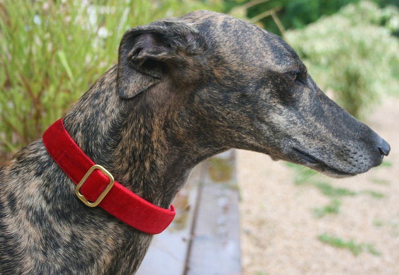 Luxury BLACK VELVET Dog Collar Greyhound Tag Collar Whippet Etsy
