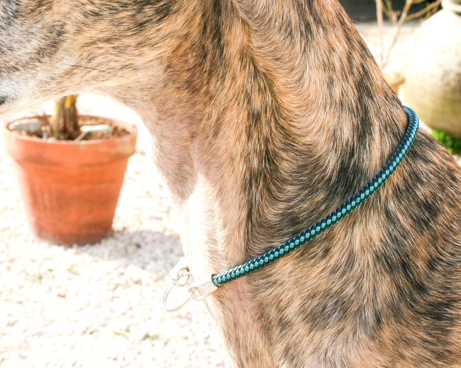 Whippet Italian Greyhound Tag Collar Sighthound House Etsy