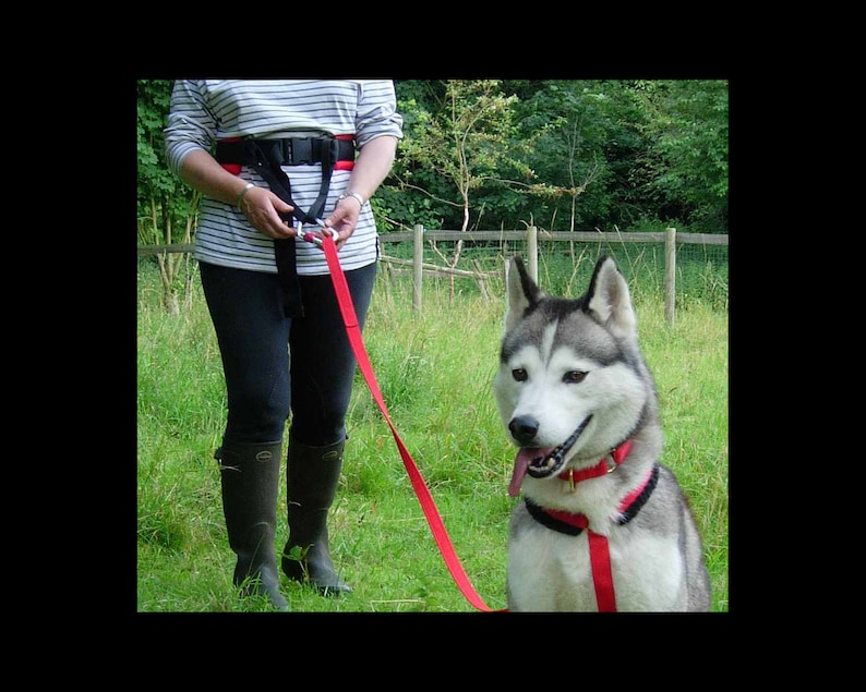 Luxury DOG WALKING BELT With Carabina.. Hands Free Dog Etsy UK