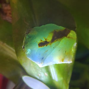 Op de afbeelding: Een doorschijnende edelsteen met een mix van groene, blauwe en bruine tinten. De steen is geplaatst tegen een achtergrond van groene bladeren, met een metalen object op de voorgrond.